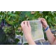 10 Garden Protect Netting Bag (15x10(cm))